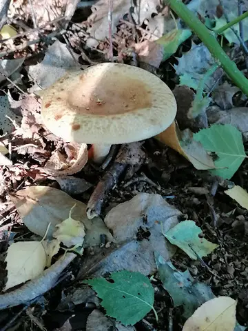 Het Klein Bos 21