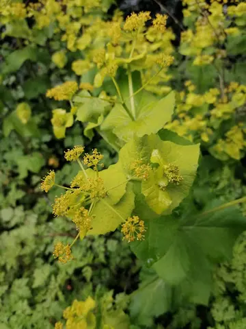 Het Klein Bos 28