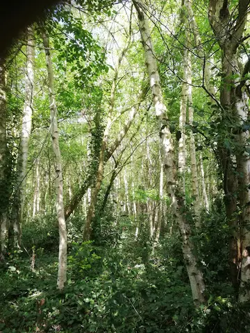 Het Klein Bos 29