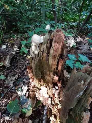 Het Klein Bos 30