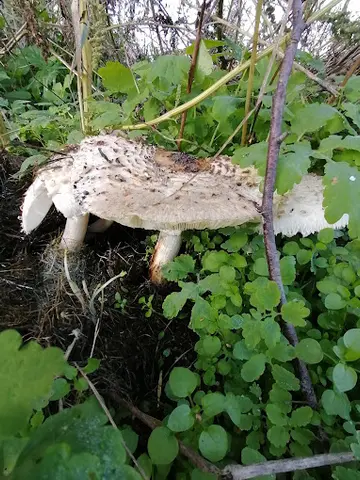 Het Klein Bos 31
