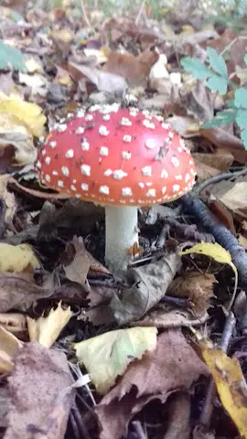 Het Klein Bos 33