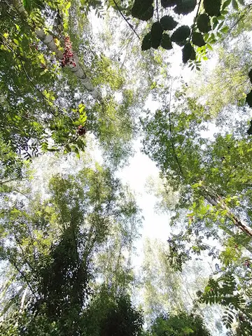 Het Klein Bos 36
