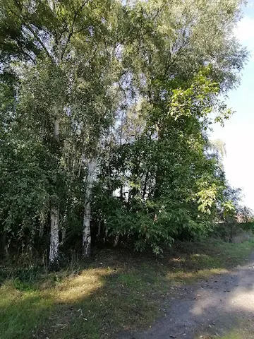 Het Klein Bos 4