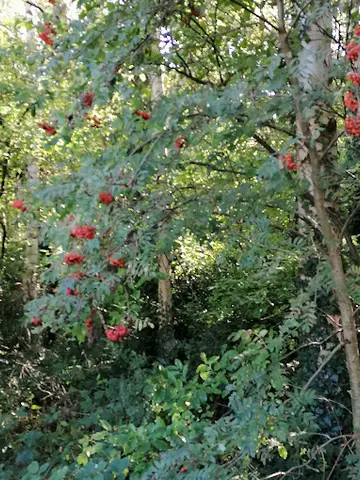Het Klein Bos 7