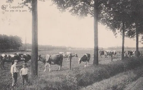 Koning Albertlei in de Koning Albertlei