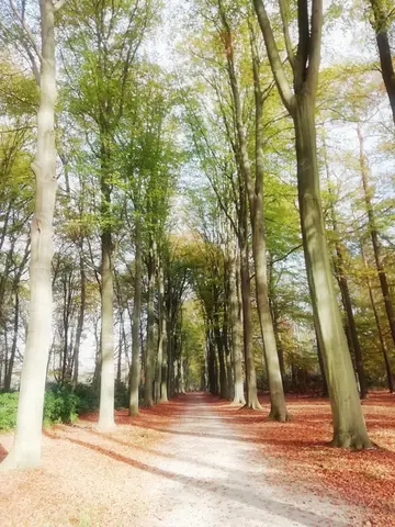 Mastenbos in de Loopgravenpad