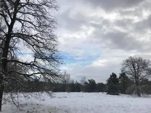 Mastenbos in de Loopgravenpad