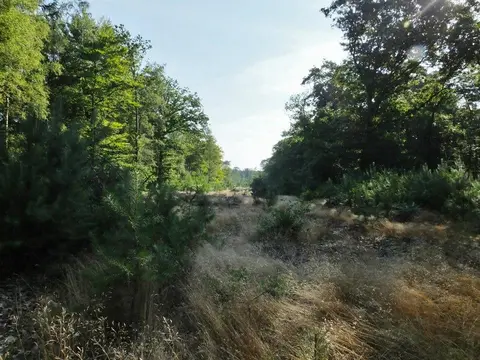 Mastenbos in de Loopgravenpad