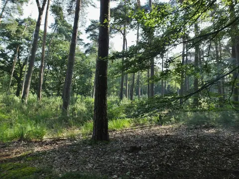 Mastenbos in de Loopgravenpad