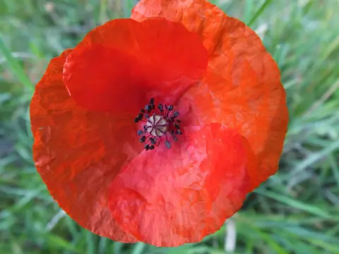 Mastenbos in de Loopgravenpad