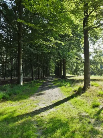 Mastenbos in de Loopgravenpad