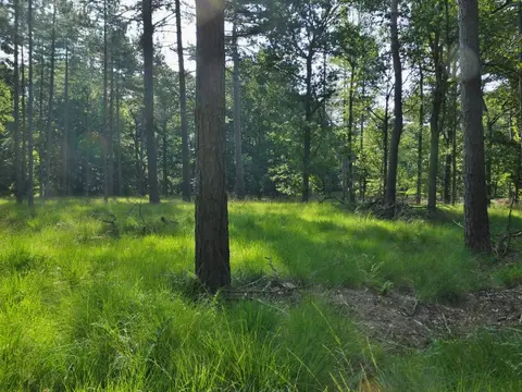 Mastenbos in de Loopgravenpad