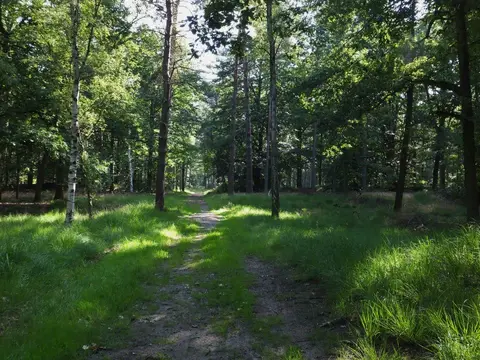 Mastenbos in de Loopgravenpad