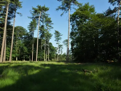 Mastenbos in de Loopgravenpad