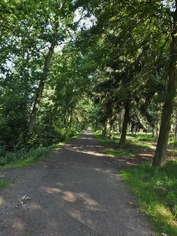 Mastenbos in de Loopgravenpad