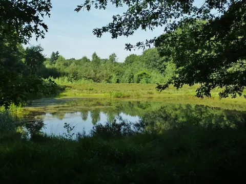 Mastenbos in de Loopgravenpad