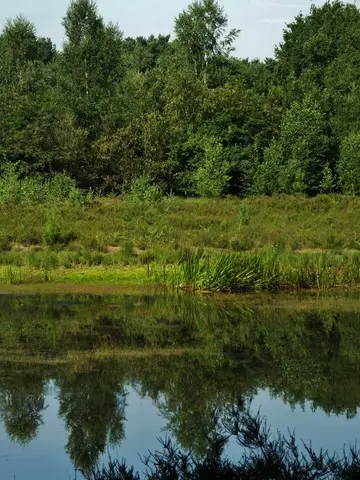Mastenbos in de Loopgravenpad