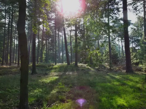 Mastenbos in de Loopgravenpad