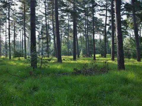 Mastenbos in de Loopgravenpad