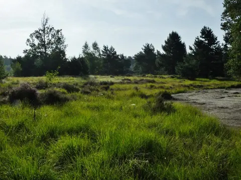 Mastenbos in de Loopgravenpad