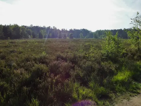 Mastenbos in de Loopgravenpad