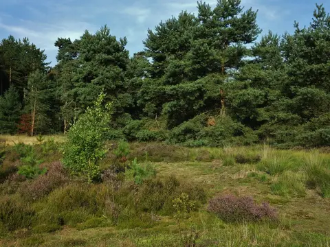 Mastenbos in de Loopgravenpad