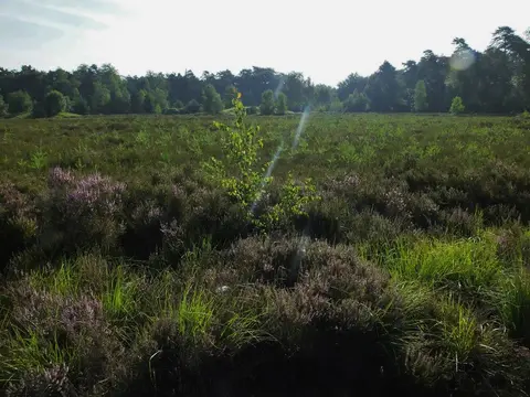 Mastenbos in de Loopgravenpad