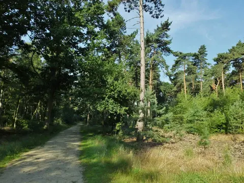Mastenbos in de Loopgravenpad