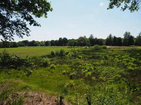 Mastenbos in de Loopgravenpad