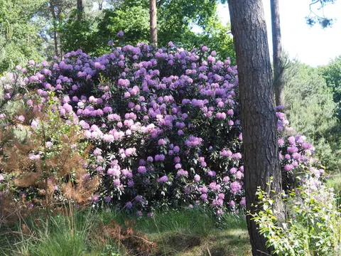 Mastenbos in de Loopgravenpad