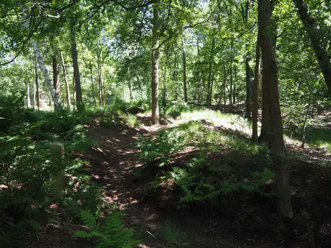 Mastenbos in de Loopgravenpad