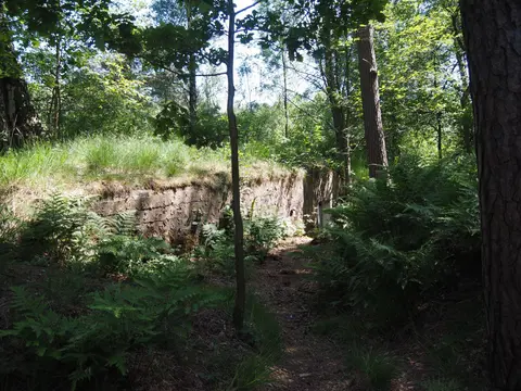 Mastenbos in de Loopgravenpad