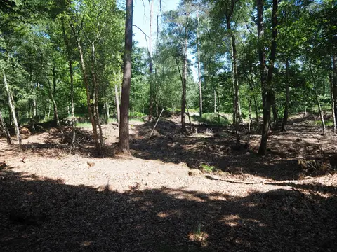 Mastenbos in de Loopgravenpad