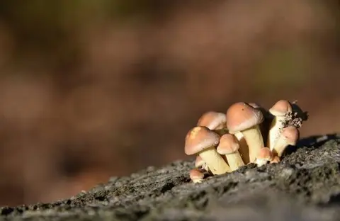 Mastenbos in de Loopgravenpad