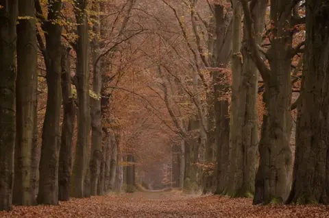 Mastenbos in de Loopgravenpad