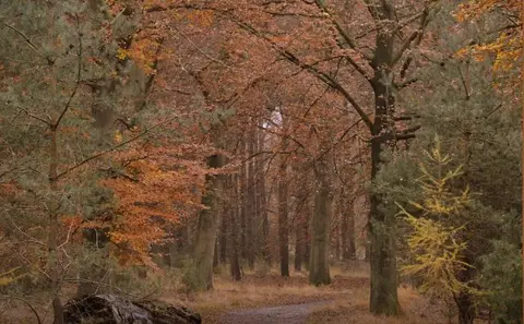 Mastenbos in de Loopgravenpad