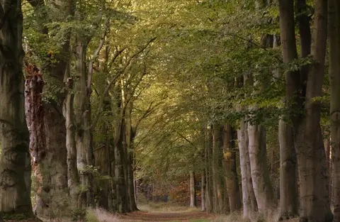 Mastenbos in de Loopgravenpad