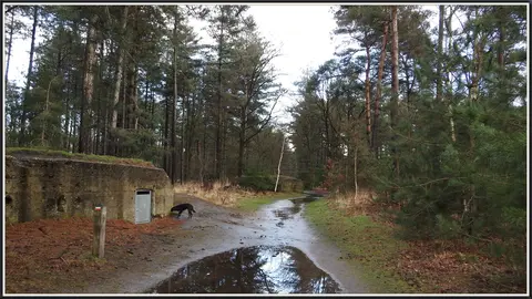 Mastenbos in de Loopgravenpad