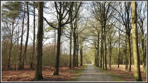 Mastenbos in de Loopgravenpad