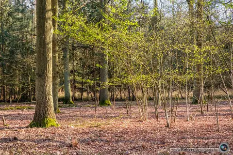 Mastenbos in de Loopgravenpad