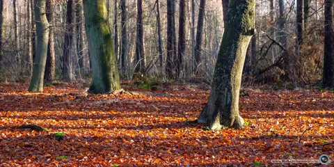 Mastenbos in de Loopgravenpad