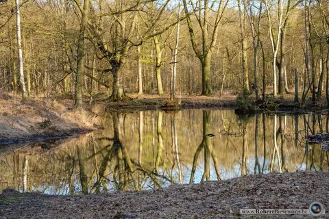 Mastenbos in de Loopgravenpad