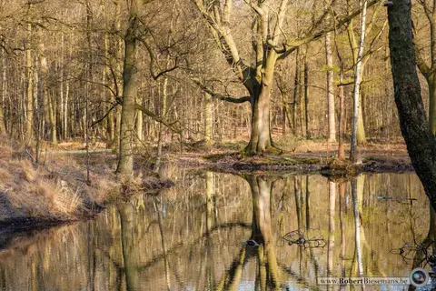Mastenbos in de Loopgravenpad