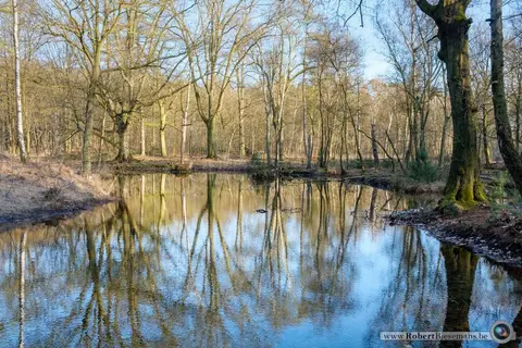 Mastenbos in de Loopgravenpad