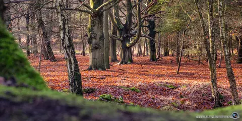 Mastenbos in de Loopgravenpad