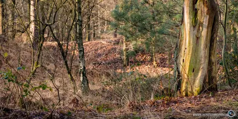 Mastenbos in de Loopgravenpad