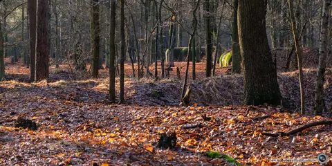 Mastenbos in de Loopgravenpad