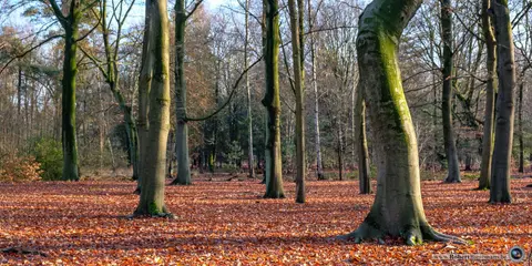 Mastenbos in de Loopgravenpad