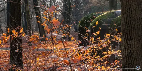 Mastenbos in de Loopgravenpad